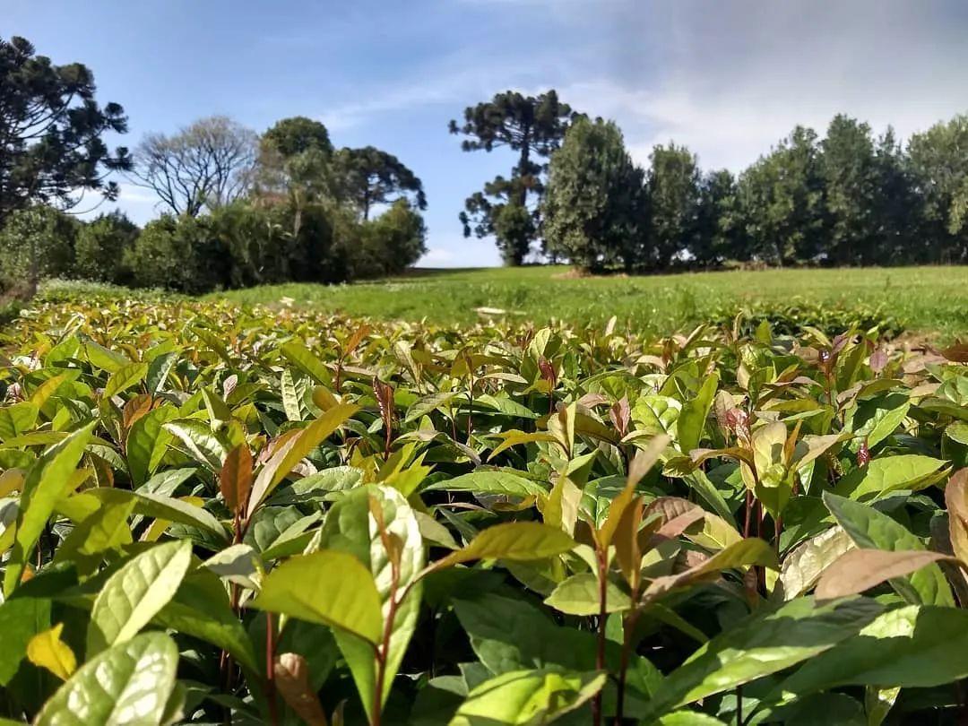 探究植物学入门：马黛茶是山茶科的常绿植物吗？