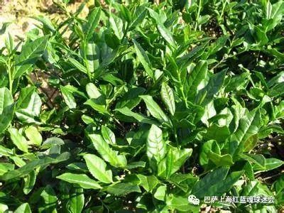 探究植物学入门：马黛茶是山茶科的常绿植物吗？