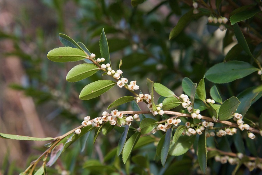 探究植物学入门：马黛茶是山茶科的常绿植物吗？