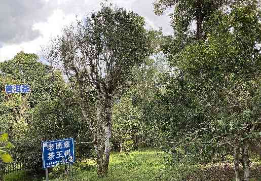 古树普洱茶的保质期是几年喝