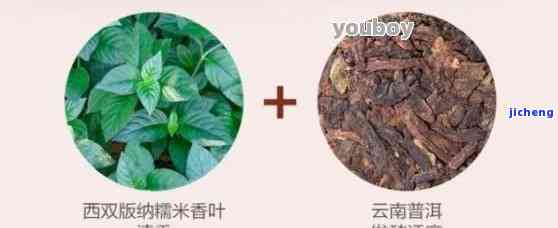 探索糯米香叶普洱茶的奥秘：如何安全享用这种独特饮品？