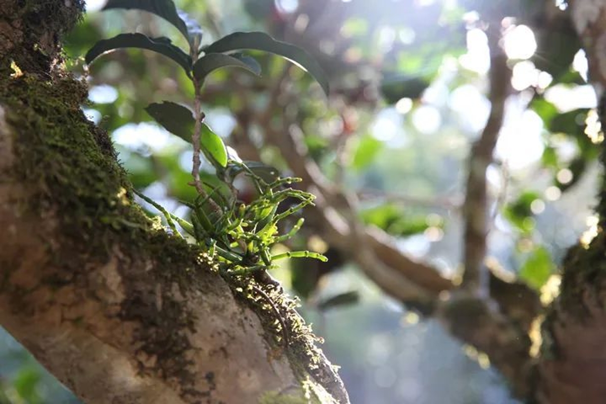 普洱茶低温长炒的风险及其对品质和健康的影响