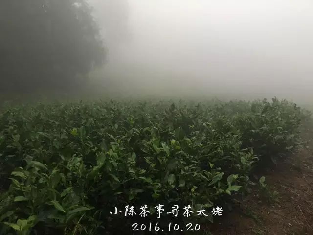 普洱茶低温长炒的风险及其对品质和健康的影响