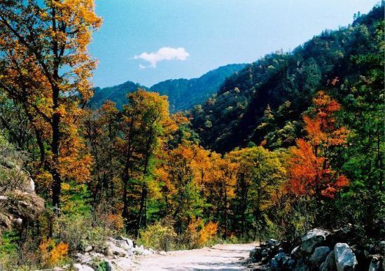 天山翠：全面探索天山山脉的珍稀植被与自然美景