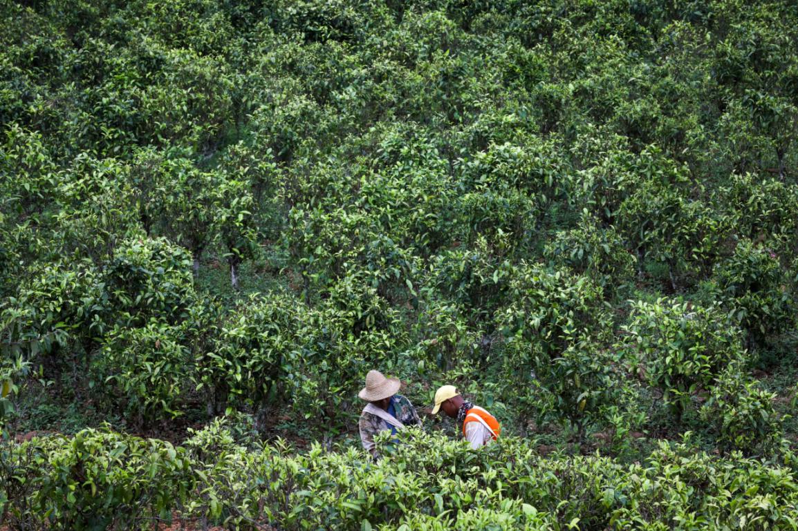 大益2019布朗山熟茶精选品鉴