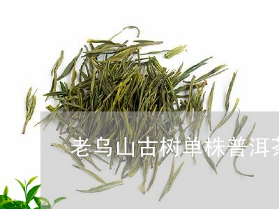 老乌山普洱茶的生长地与品质特点