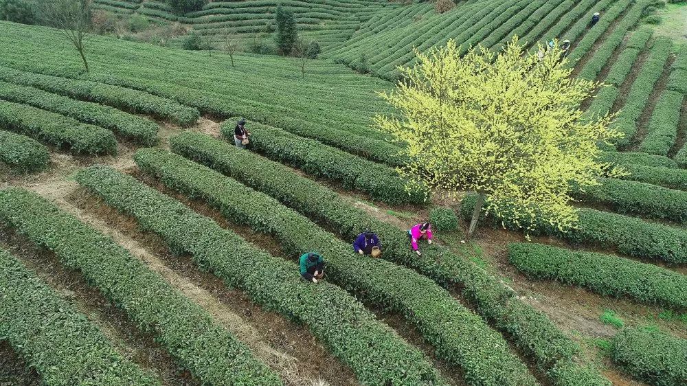 老乌山普洱茶的生态种植与地理特征