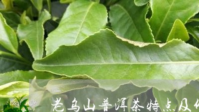 老乌山普洱茶口感特点介绍