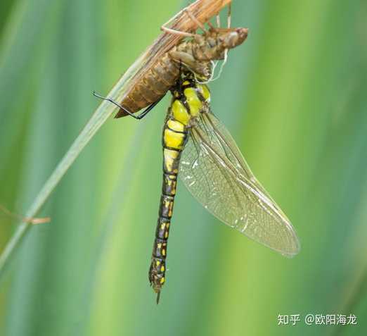 玉带蜻蜓是否对人具有性？探讨其生物特性及其潜在风险