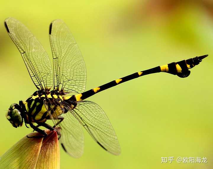 玉带蜻蜓是否对人具有性？探讨其生物特性及其潜在风险