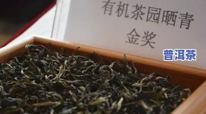 2024普洱茶斗茶赛，普洱茶斗记