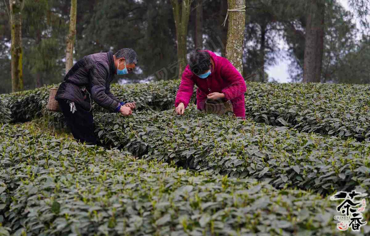 茶叶采摘技巧大揭秘：了解采茶的流程与要点