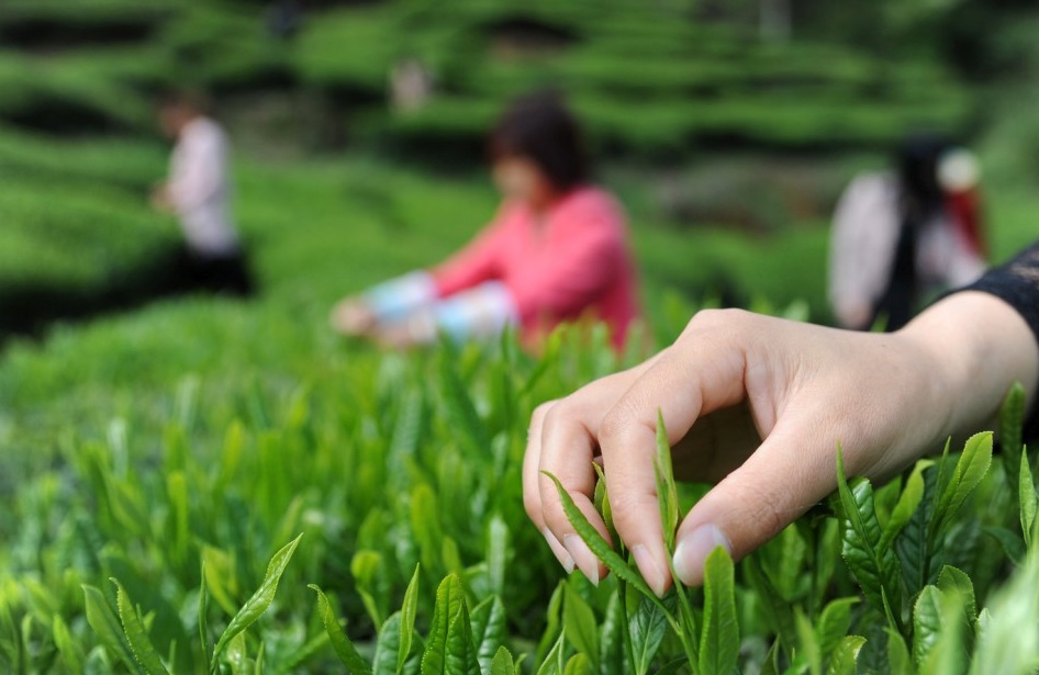 茶叶采摘技巧大揭秘：了解采茶的流程与要点