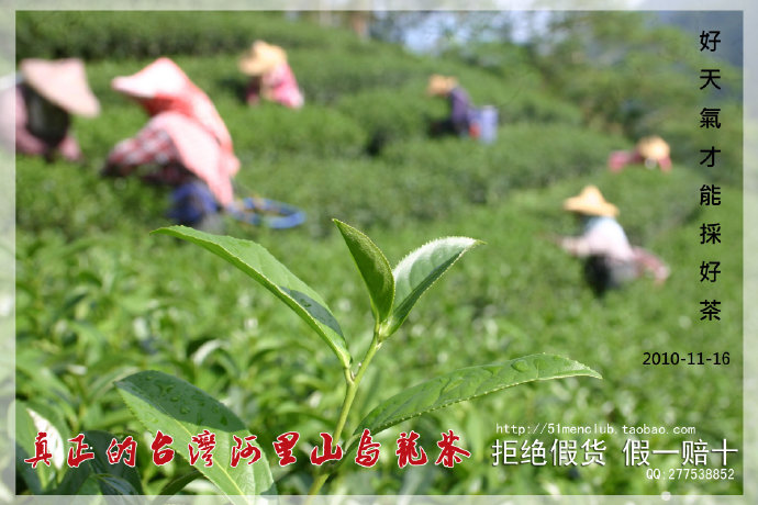 茶叶采摘的全面指南：确保您了解采茶的实践