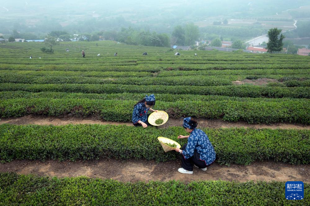 茶叶采摘的全面指南：确保您了解采茶的实践