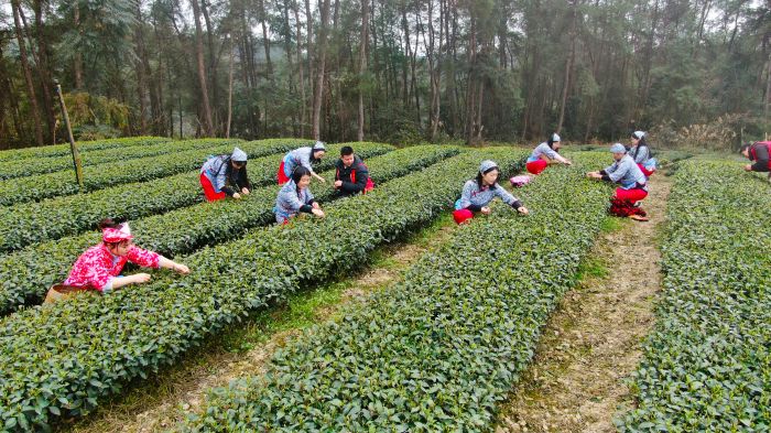 茶叶采摘的全面指南：确保您了解采茶的实践