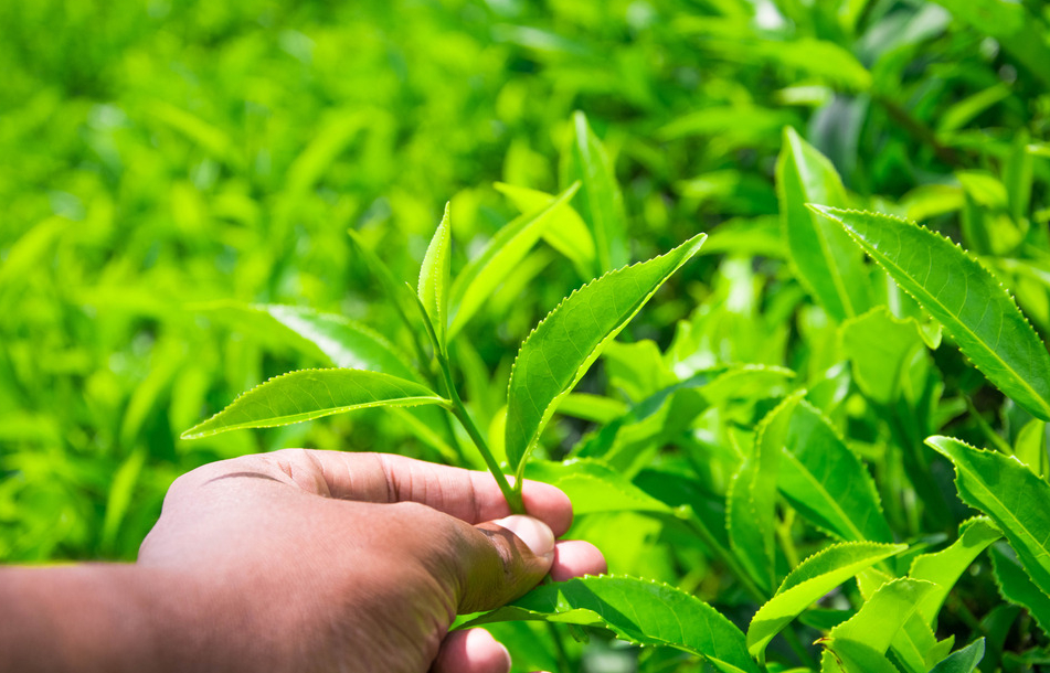 普洱炒青茶的存储方法和保质期