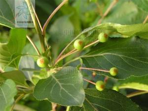 茶海棠是啥茶？