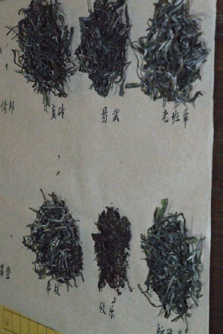 普洱茶选购全攻略：工艺品质鉴别指南