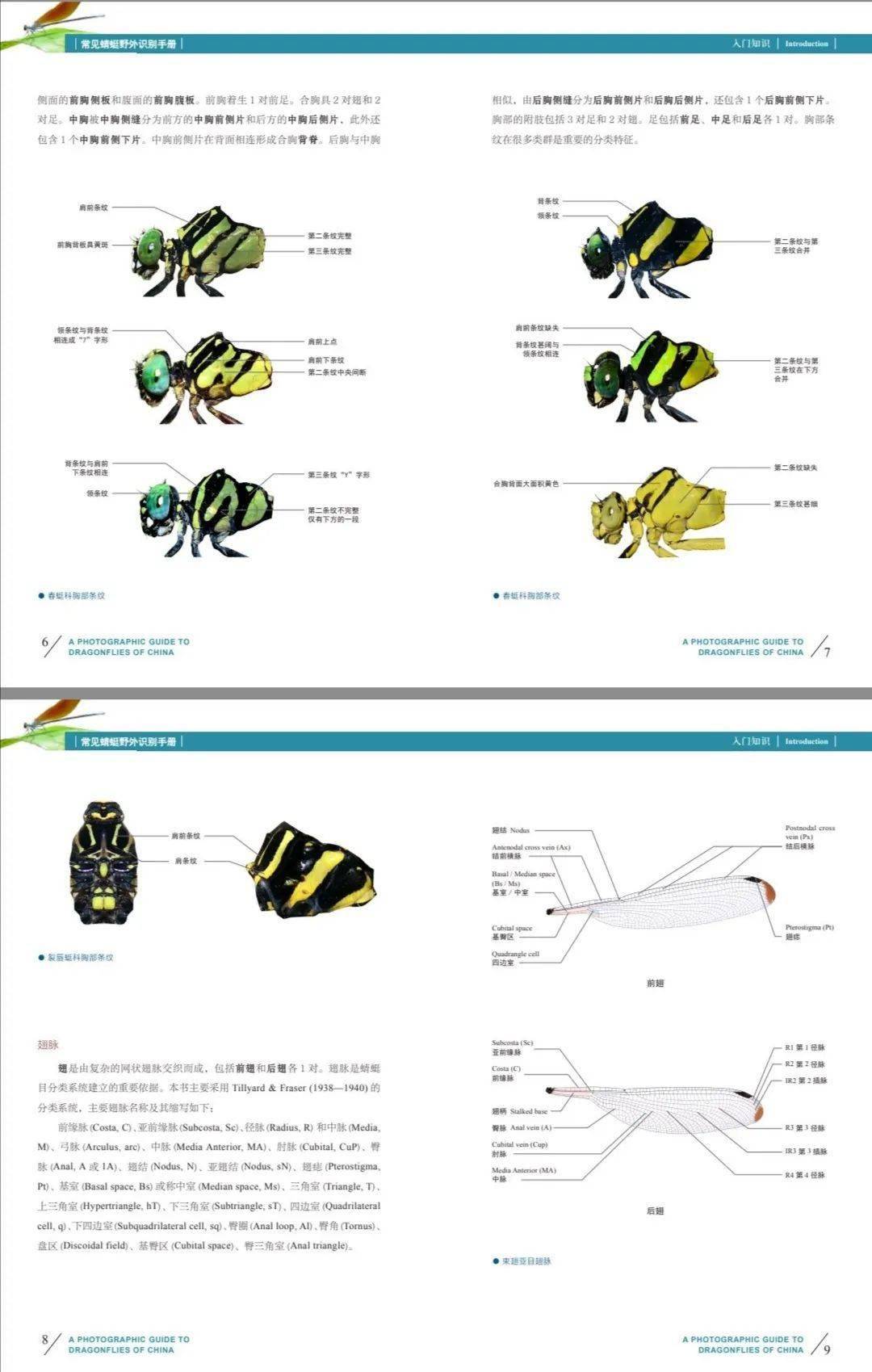 蜻蜓翡翠多功能户外运动装备