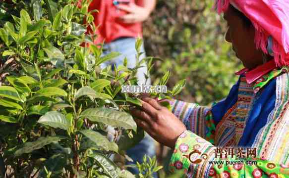 云南普洱茶受人欢迎度高的原因