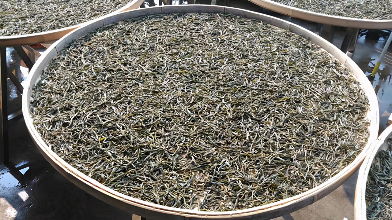 老班章茶王之家62号古树茶价格：68万老班章茶王地是哪里？