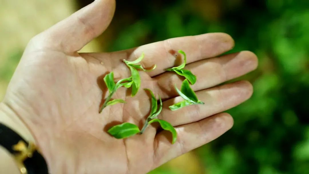 普洱茶冲泡指南：正确水量与方法全解析