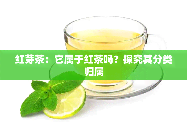 红芽茶：它属于红茶吗？探究其分类归属