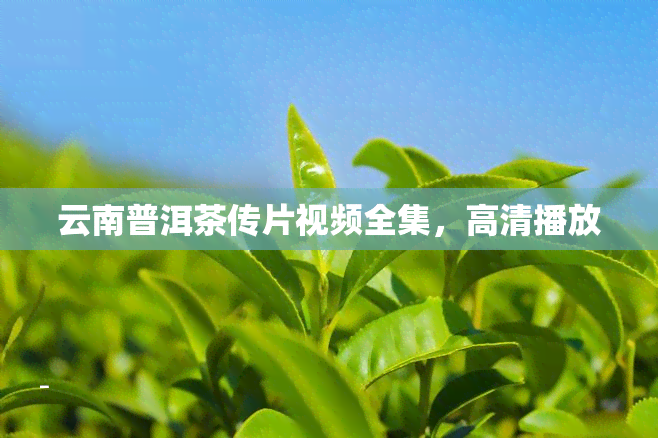 云南普洱茶传片视频全集，高清播放