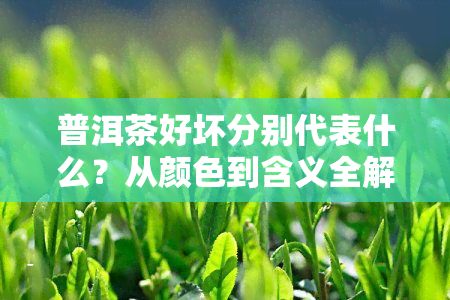 普洱茶好坏分别代表什么？从颜色到含义全解析