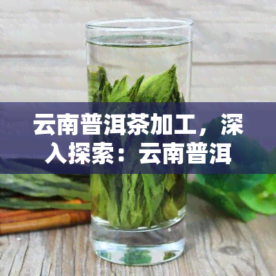 云南普洱茶加工，深入探索：云南普洱茶的加工工艺与历文化