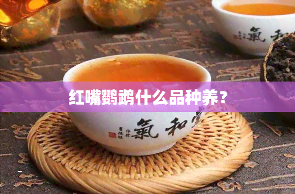 红嘴鹦鹉什么品种养？