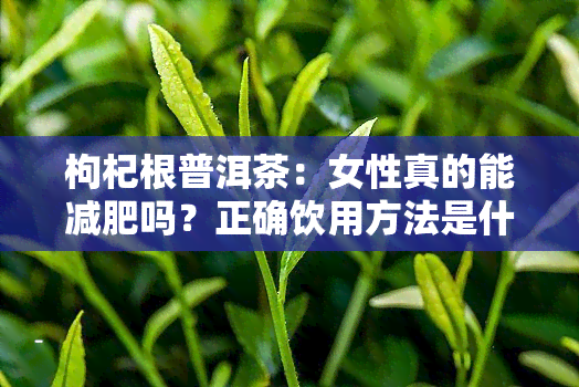 枸杞根普洱茶：女性真的能减肥吗？正确饮用方法是什么？