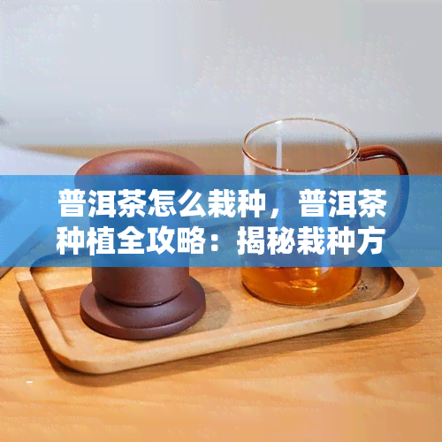 普洱茶怎么栽种，普洱茶种植全攻略：揭秘栽种方法