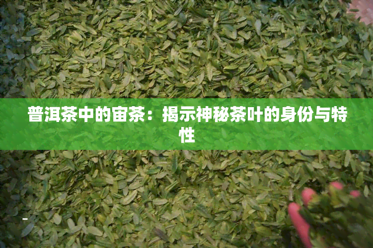 普洱茶中的宙茶：揭示神秘茶叶的身份与特性