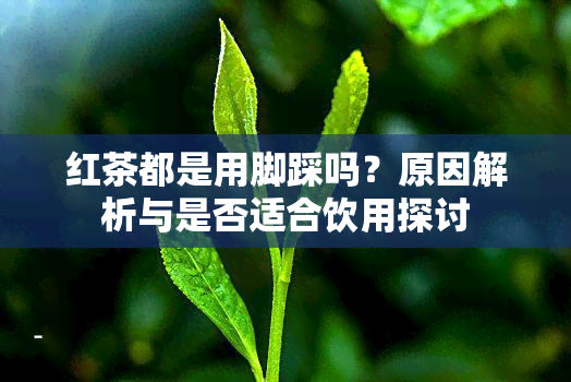 红茶都是用脚踩吗？原因解析与是否适合饮用探讨