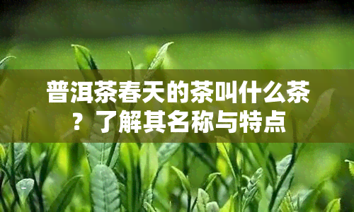 普洱茶春天的茶叫什么茶？了解其名称与特点