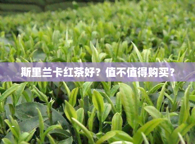 斯里兰卡红茶好？值不值得购买？