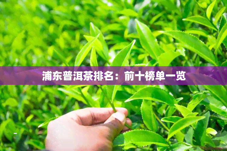 浦东普洱茶排名：前十榜单一览