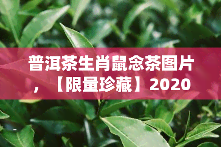 普洱茶生肖鼠念茶图片，【限量珍藏】2020年鼠年生肖普洱茶饼生熟茶纯金念币好运礼盒装全国统一定价168元