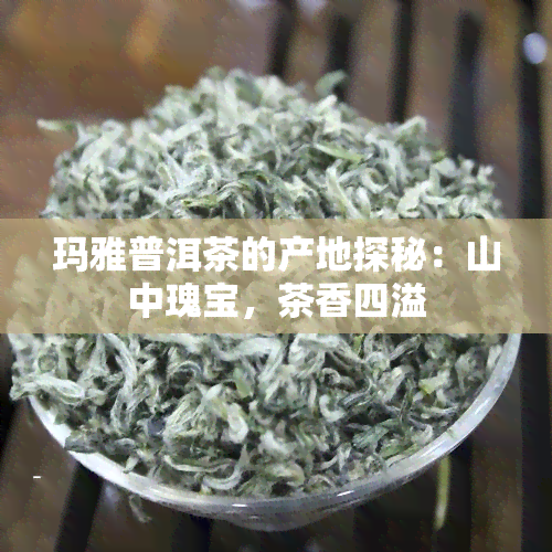 玛雅普洱茶的产地探秘：山中瑰宝，茶香四溢