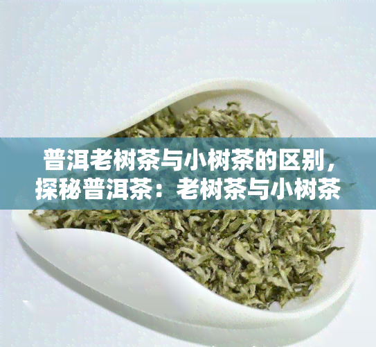 普洱老树茶与小树茶的区别，探秘普洱茶：老树茶与小树茶的口感差异及选购指南