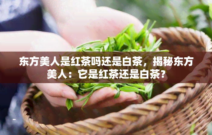 东方美人是红茶吗还是白茶，揭秘东方美人：它是红茶还是白茶？