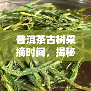 普洱茶古树采摘时间，揭秘普洱茶古树的采摘时间