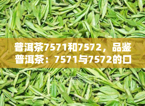 普洱茶7571和7572，品鉴普洱茶：7571与7572的口感差异及泡法介绍