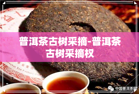 普洱茶古树采摘-普洱茶古树采摘权