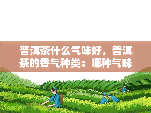 普洱茶什么气味好，普洱茶的香气种类：哪种气味？