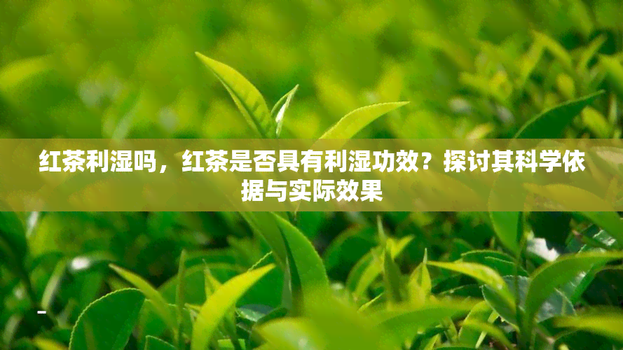 红茶利湿吗，红茶是否具有利湿功效？探讨其科学依据与实际效果