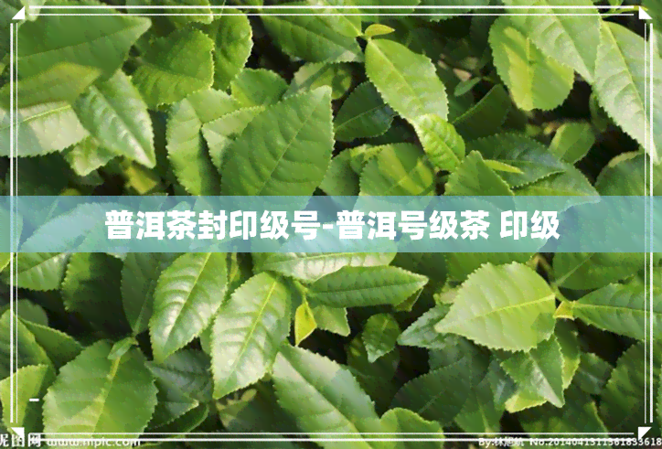 普洱茶封印级号-普洱号级茶 印级