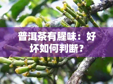 普洱茶有腥味：好坏如何判断？